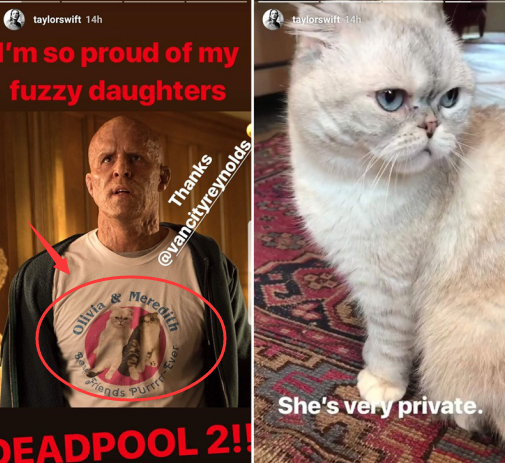 真是人不如猫 “霉霉”的爱宠都注册成商标了3