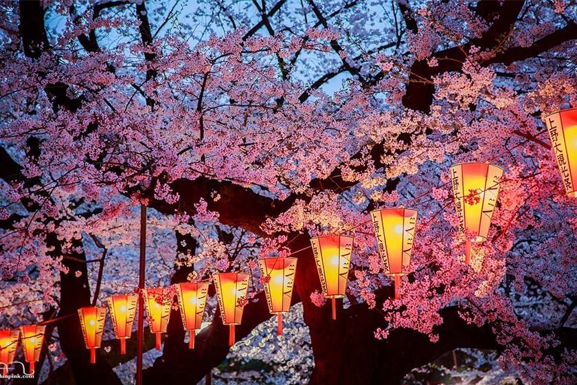 日本商标注册流程步骤解读