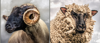 [赛贝23-cv-3193]Keith律所代理MARK GEMMELL作品起诉！未提出TRO！