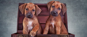 【25-cv-12943】4张动物肖像作品发起维权，Anna Averianova 加入跨境侵权 “狙击战”