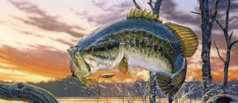 【25-cv-12768】7 张野生动物插画TRO维权，Al Agnew作品侵权高危，跨境卖家速查！