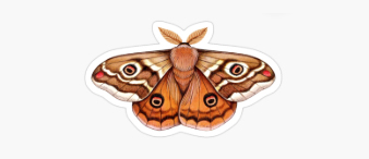 【25-cv-13063】多类动物/暗黑风设计侵权风险高，德国插画师Verena Lichtsinn版权TRO维权！