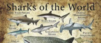 【25-cv-12950】3幅科普类野生动物插画TRO来袭， Roger Hall作品谨防侵权风险！