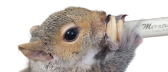 亚马逊侵权预警：Miracle Nipple动物幼崽喂养奶嘴美国发明专利解析