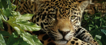 【25-cv-927】68家跨境店中招！5张Collin Bogle野生动物版权TRO维权，涉及亚马逊/Temu/沃尔玛平台！